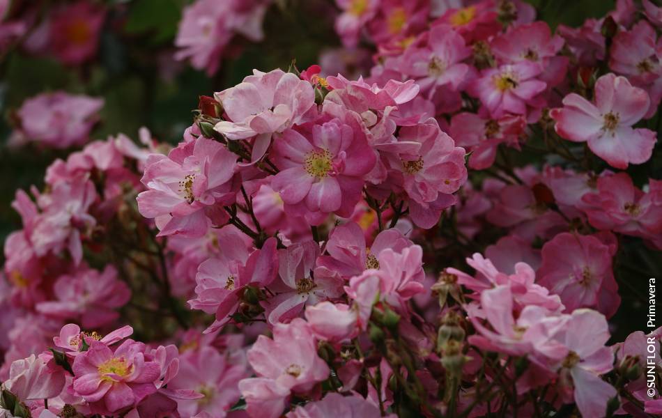 ©SUNFLOR - Primavera